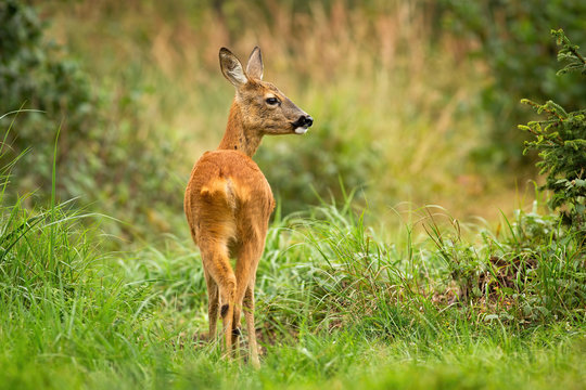 Vital roe deer, capreolus capreolus, in wilderness with green grass listening with interest. Alert female mammal from back view with copy space. Wild ruminant on meadow.