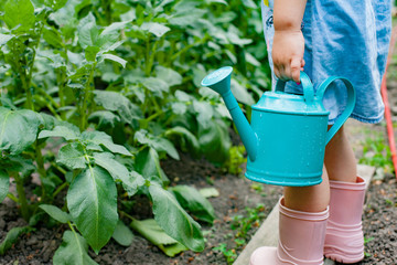 A little cute baby girl 3-4 years old in a denim dress watering the plants from a watering can in the garden. Kids having fun gardening  on a bright sunny day. Outdoor activity children