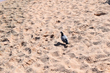 pigeon in the sand
