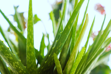 Aloe vera is tropical green plants tolerate hot weather. A close up of green leaves, aloe vera. Aloe vera is a very useful herbal medicine for skin care and hair care that can be used as treatment.