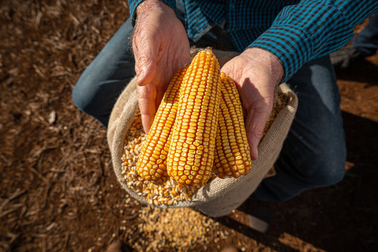 Milho planta&ccedil;&atilde;o