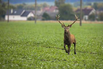 Scared red deer, cervus elaphus, escaping from village on green field with electricity poles and houses in background. Wild animal running away from people with copy space.