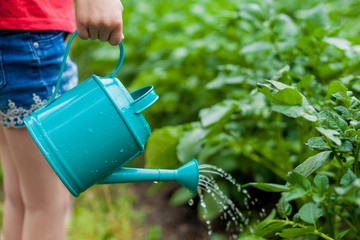 A little cute baby girl 5 or 6 years old  watering the plants from a watering can in the garden. Kids having fun gardening  on a bright sunny day. Outdoor activity children
