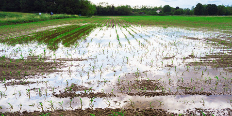 flooded field after a storm with the sky reflected in the water