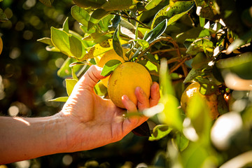laranja no pé