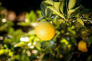laranja no pé
