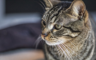 european cat with dear thought