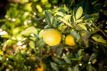 laranja no pé