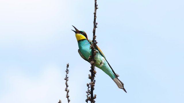 Beautiful Bird Blue-Tailed Bee-Eater on The Tree