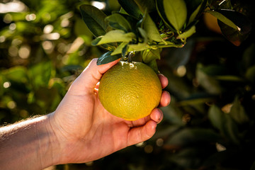 laranja no pé