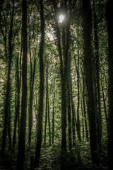 Sonnenstrahlen durchdringen dunklen Wald