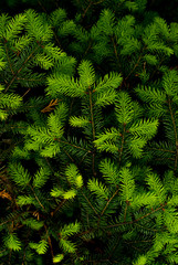 
light green young needles on a fir branch