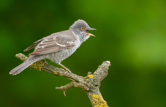 Barred warbler (Sylvia nisoria) close up