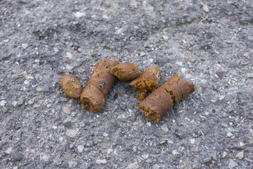 Closeup of dog shit on asphalt floor in the street