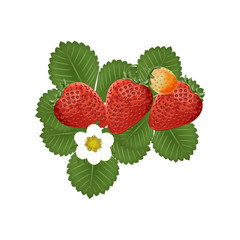 Three ripe strawberries on a white background. For decoration and design.