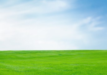 Grass.