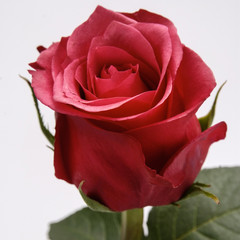 Variety of roses