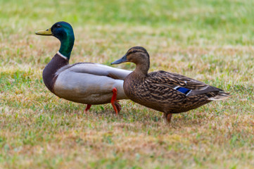 Mallards (Anas platyrhynchos) make  themselves comfortable on the lawn and enjoy their togetherness and are happy together
