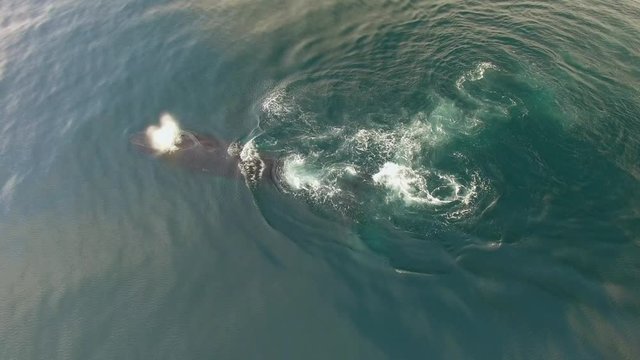 Humpback Whale Watching off Isla Conadora, Las Perlas Panama