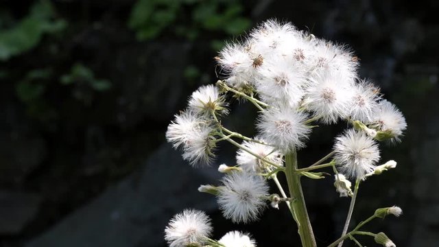 Senecio sylvaticus is a species of flowering plant in the aster family. White flowers on the dark background. UHD, 3840x2160px, 29.97 FPS