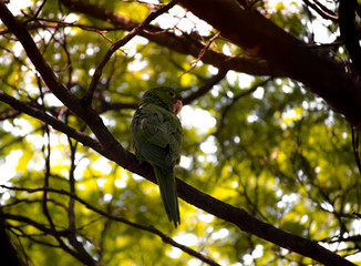 Brazil's bird