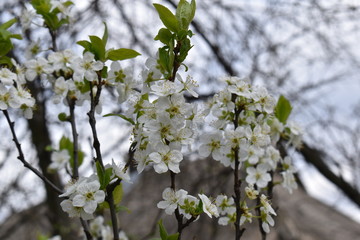 Blooming tree