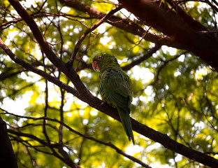 Brazil's bird