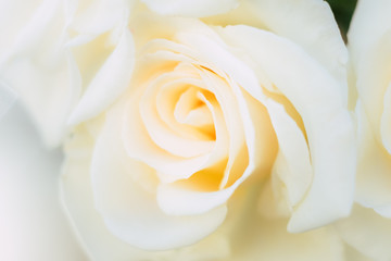 Coeur d'une rose couleur jaune pastel - Arrière plan doux et romantique