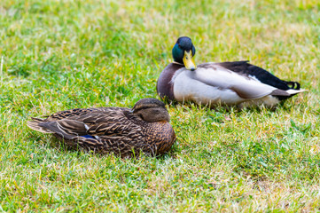 Mallards (Anas platyrhynchos) make  themselves comfortable on the lawn and enjoy their togetherness and are happy together