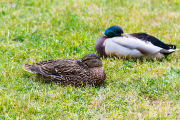 Mallards (Anas platyrhynchos) make  themselves comfortable on the lawn and enjoy their togetherness and are happy together