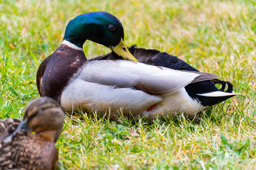 Mallards (Anas platyrhynchos) make  themselves comfortable on the lawn and enjoy their togetherness and are happy together