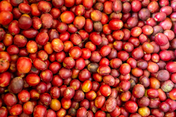 Red Fruits from Organic Coffee Harvest as background in Coroico, La Paz / Bolivia