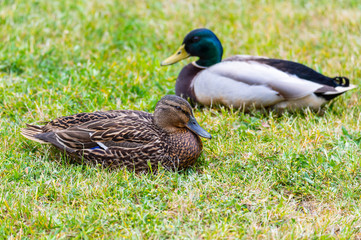 Naklejka na ściany i meble Mallards (Anas platyrhynchos) make themselves comfortable on the lawn and enjoy their togetherness and are happy together