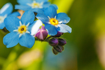 Beautiful wild forget-me-not Myosotis flower blossom flowers in spring time. Close up macro blue flowers, selective focus. Inspirational natural floral blooming summer garden or park.