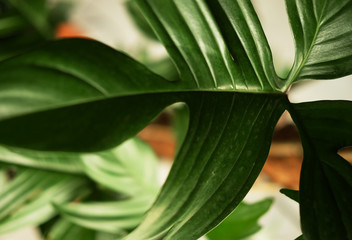 Obraz premium green leaf close-up picture, macro shoot