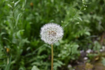 dandelion