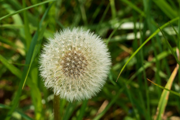 Löwenzahn Blüte, Pustblume mit weißen Schirmchen auf einer grünen Wiese