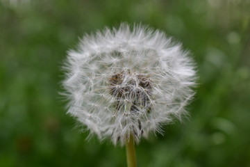 dandelion