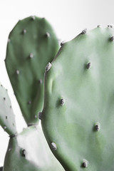 bunny ears, cactus, plant, green, nature, desert, dark, shadow, macro, isolated, botany, light, thorn, closeup, prickly, succulent, lighted, studio, garden, photography, cacti, vertical, growth, indoo
