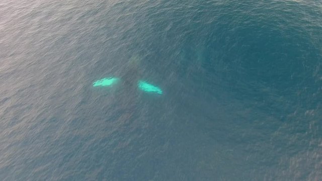 Humpback Whale Watching off Isla Conadora, Las Perlas Panama