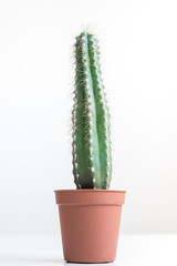 Potted mini cactus | houseplant on white background | cacti in terracotta pot | propagating succulent growing indoor plants as hobby | desert plant isolated on white background
