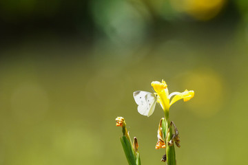cabbage butterfly on yellow iris flower