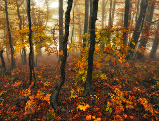 autumn forest. morning fog in a mysterious forest