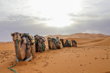 camels in the sahara desert