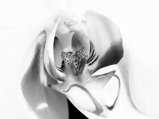 Macro photography of white orchid flower | bird like floral plant | column and lip of phalaenopsis | exotic rare plants | black and white close up of delicate orchid petals