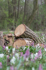 Chopped wood in forest | tree logs in tall grass and flowers | white and pink wildflowers | woodland landscape photo | forest nature vertical photo | cut firewood timber