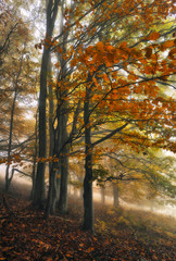 autumn forest. morning fog in a mysterious forest