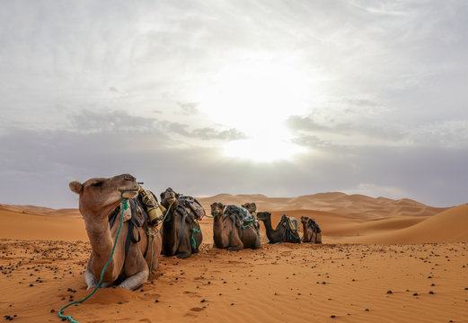 A caravan of camels resting. Sahara Desert. Merzouga Morocco.