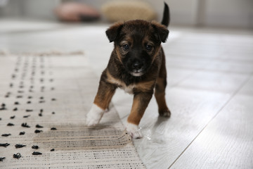 Adorable puppy near wet spot on carpet indoors