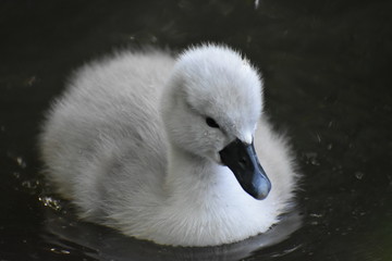 swan on the water